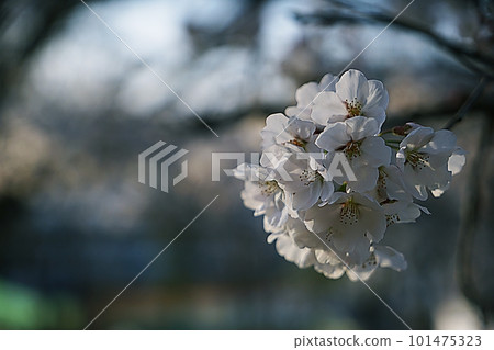 cherry blossom 101475323