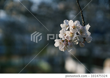 cherry blossom cherry blossom 101475324