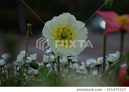 flower poppy flower poppy 101475325