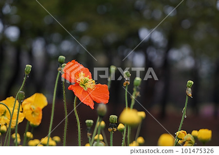 flower poppy flower poppy 101475326