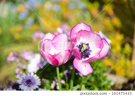 The leading tulip of the spring flower bed 101475435