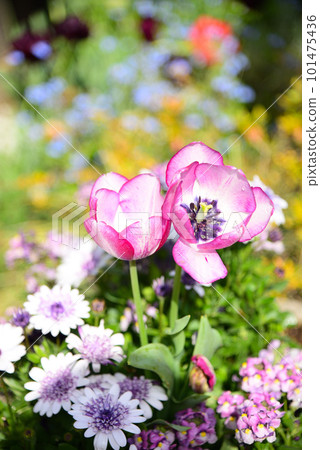 The leading tulip of the spring flower bed 101475436