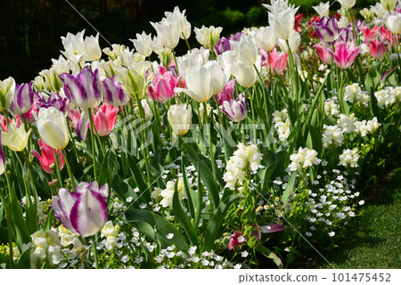 The leading tulip of the spring flower bed 101475452