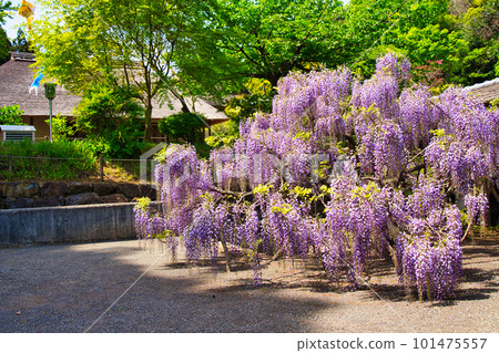 Wisteria in full bloom and an old folk house 101475557