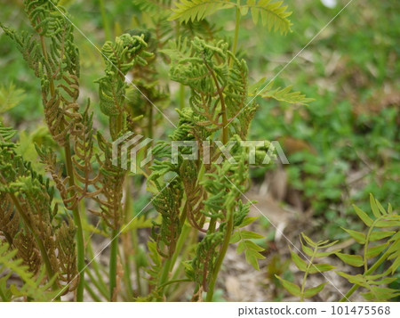 新綠的主旋律 101475568