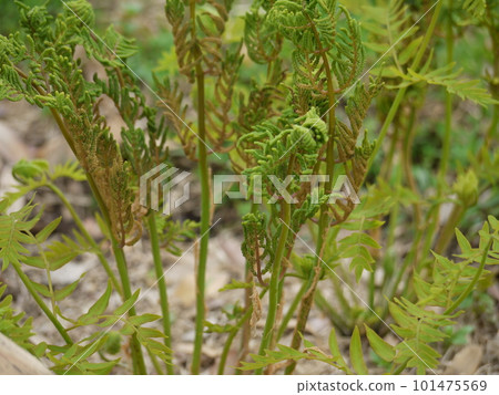 新綠的主旋律 新綠的主旋律 101475569