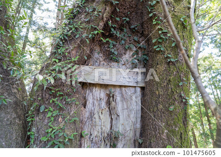 Atago Mountain Peak (Ome City, Tokyo) Atago Mountain Peak (Ome City, Tokyo) 101475605