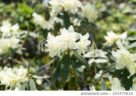 Hikage杜鵑花 Hikage杜鵑花 101475618