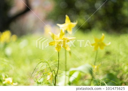 Kibanakatakuri Kibanakatakuri 101475625