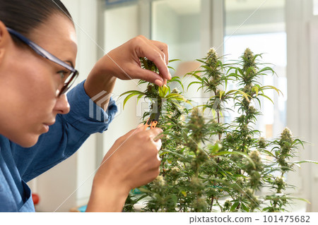 A middle-aged brunette is stalking behind cannabis bushes, checking insects on leaves, growing cannabis at home, breeding cannabis bushes for medical purposes. A middle-aged brunette is stalking behind cannabis bushes, checking insects on leaves, growing cannabis at home, breeding cannabis bushes for medical purposes. 101475682