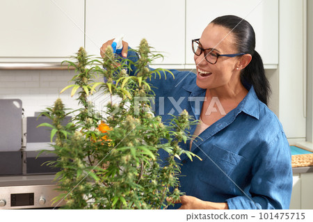 A middle-aged brunette is stalking behind cannabis bushes, checking insects on leaves, growing cannabis at home, breeding cannabis bushes for medical purposes. 101475715