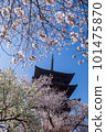 A five-storied pagoda surrounded by cherry blossoms 101475870