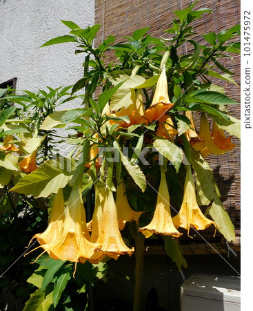 Brugmansia Brugmansia Brugmansia Brugmansia 101475972