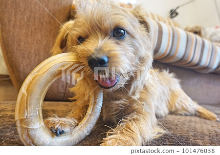 Bite dog 101476038