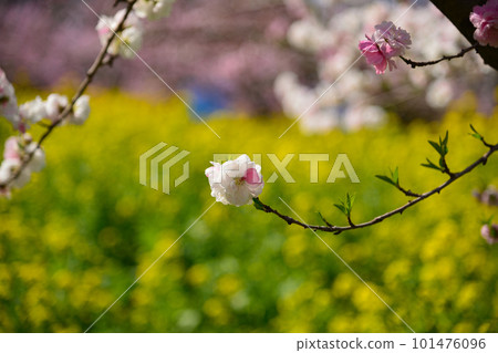 Peach blossoms that color early spring Peach blossoms that color early spring 101476096