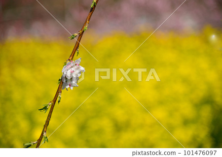 桃花染初春 101476097