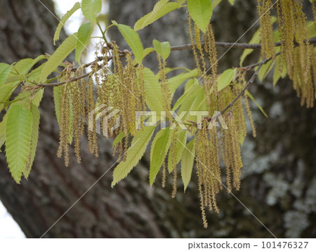 下垂的秋色雄花 101476327
