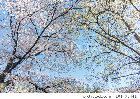Beautiful cherry blossoms and magnolias in spring are in Full Bloom 101476441