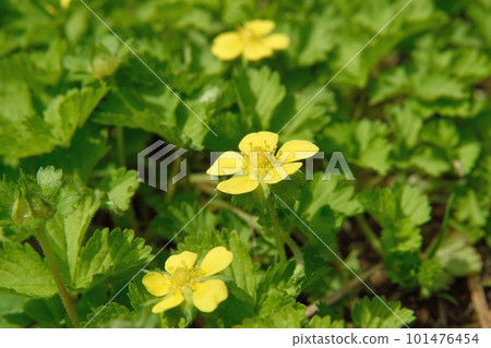 Flower of Hevy Strawberry Flower of Hevy Strawberry 101476454
