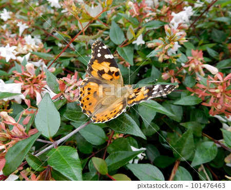 Tsunagoro Female Female 101476463