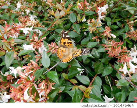 Tsunagoro Female Female 101476464