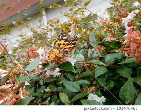 Tsunagoro Female Female 101476465