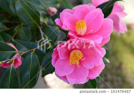圖巴基粉色山茶花 圖巴基粉色山茶花 101476487