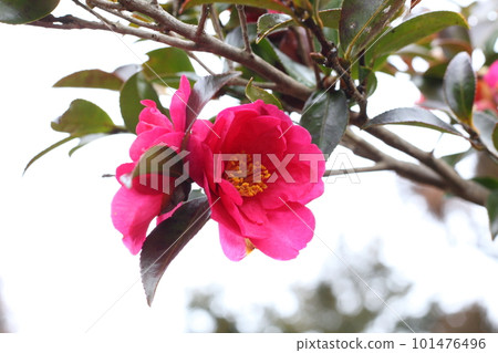 Snowy mountain flowers 101476496