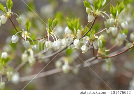 White flower White flower 101476653