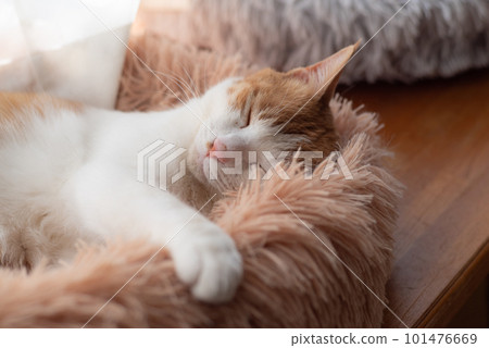 Sleeping cat brown tiger white 101476669