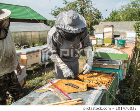 Beekeeper holds a honey cell with bees in his hands. Apiculture and apiary concept 101476832