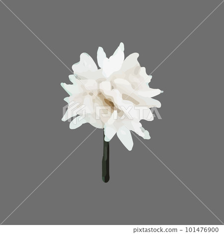 Vector Narcissus, clematis, snowdrop, white flower painted in watercolor. Vector Narcissus, clematis, snowdrop, white flower painted in watercolor. 101476900