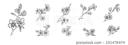 Hand Drawn Cherry Blossom Branches or Twigs Vector Set Hand Drawn Cherry Blossom Branches or Twigs Vector Set 101476974