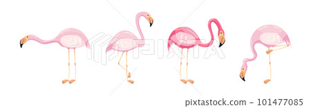 Pink Flamingo as Exotic Tropical Bird in Pose Vector Set Pink Flamingo as Exotic Tropical Bird in Pose Vector Set 101477085