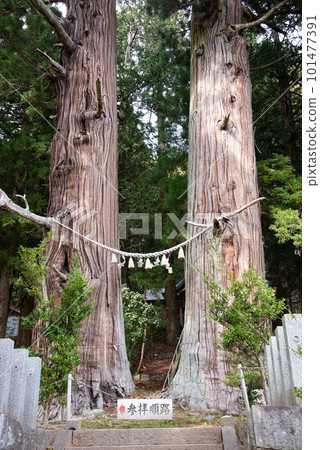 Old cedar tree of Onomachi Old cedar tree of Onomachi 101477391