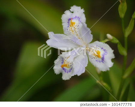 Close-up fringed flower Close-up fringed flower 101477778