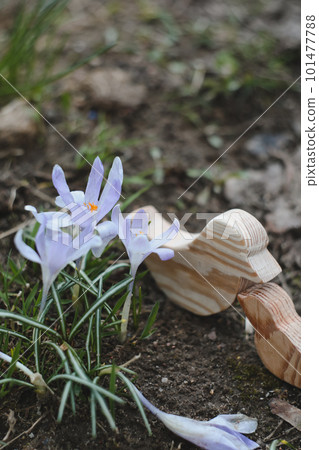 Wooden toy birds and purple crocuses blooming in their natural environment in the forest. Spring background 101477788