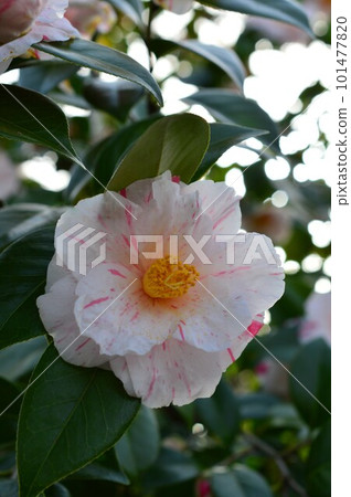 四月山茶花擠壓圖案 tubaki 四月山茶花擠壓圖案 tubaki 101477820