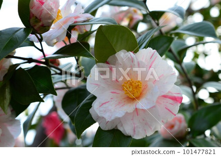 四月山茶花擠壓圖案 tubaki 四月山茶花擠壓圖案 tubaki 101477821