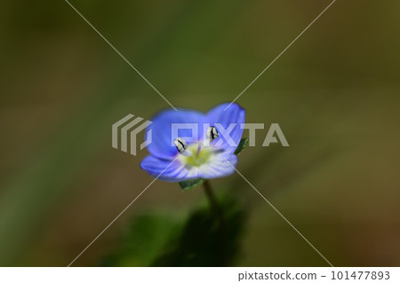Blue small flower 101477893