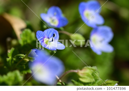 藍色的小花 101477896