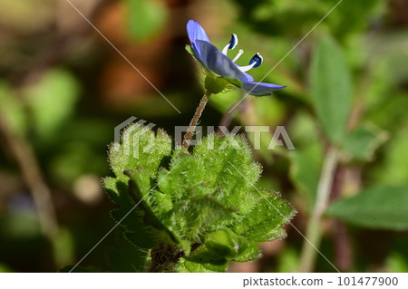 Blue small flower Blue small flower 101477900