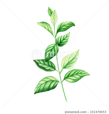 Watercolor illustration of fresh peppermint leaves isolated on white background. Detail of beauty products and botany set, cosmetology and medicine. For designers, spa decoration, postcards, wrapping 101478053