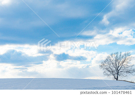 Winter in Biei 101478461