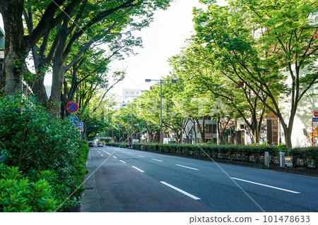 在春天早晨的陽光下閃耀的表參道櫸樹(東京澀谷區) 在春天早晨的陽光下閃耀的表參道櫸樹(東京澀谷區) 101478633