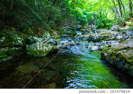 Shirakigami山谷的新鮮綠色 101478634