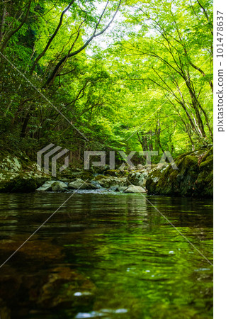 Shirakigami山谷的新鮮綠色 101478637