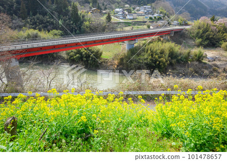 橫跨西川的雛橋和盛開的油菜花【長野市信州新町】 橫跨西川的雛橋和盛開的油菜花【長野市信州新町】 101478657