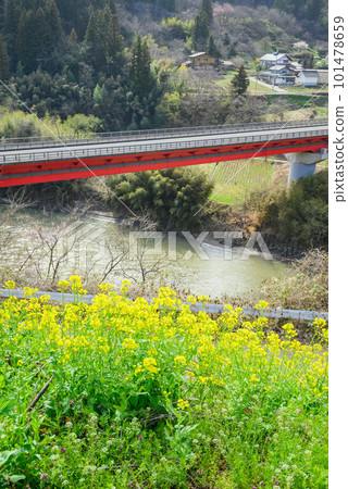 橫跨西川的雛橋和盛開的油菜花【長野市信州新町】 橫跨西川的雛橋和盛開的油菜花【長野市信州新町】 101478659