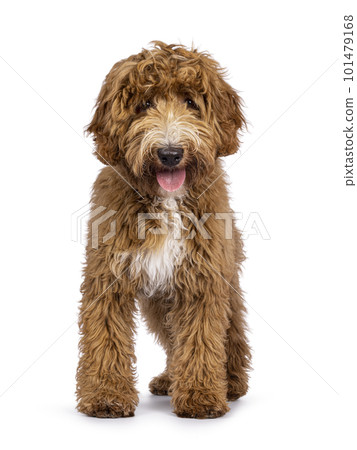 Labradoodle dog on white background Labradoodle dog on white background 101479168